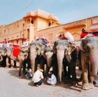 【インド🇮🇳アンベール城】象🐘に乗って世界遺産のお城へ☺️