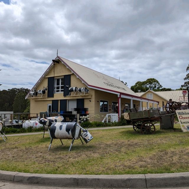 Narooma，海豹，果冻海