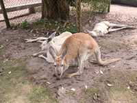 パースの動物園紹介