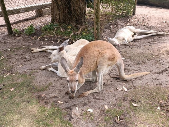 パースの動物園紹介