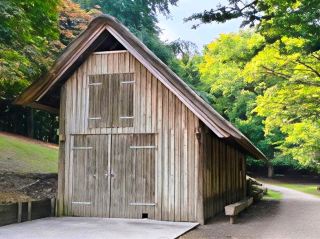 Forest Walk Bliss🌲
