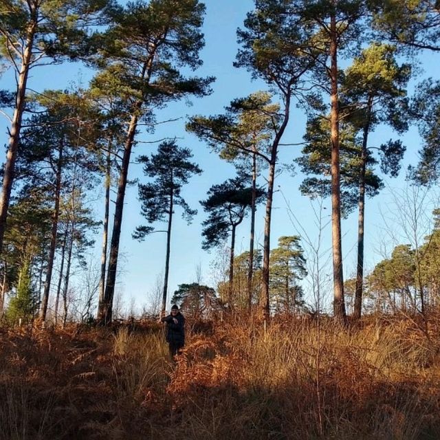 Pulborough RSPB nature reserve