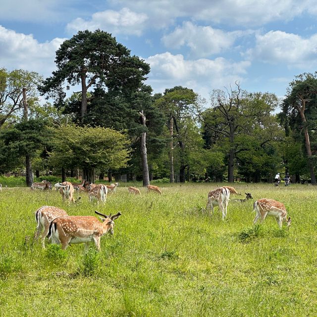 🇬🇧Meeting Wild Deer in London😍