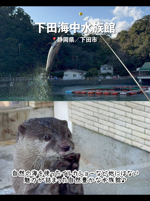 【静岡】伊豆のおすすめ観光スポット7選♨️