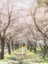 🌸 구례 산수유 마을 🌼