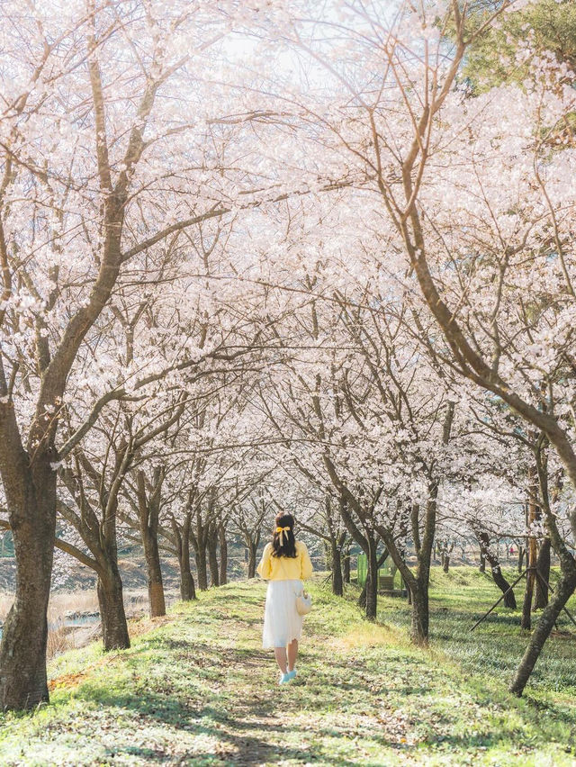 🌸 구례 산수유 마을 🌼