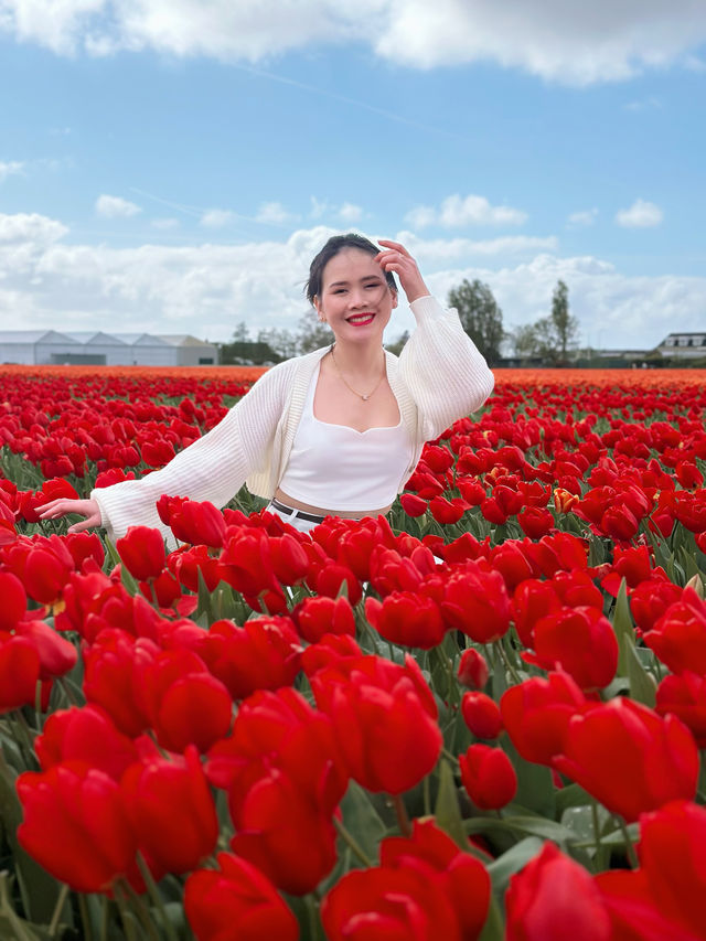 De Tulperij; A Free Tulips Field in Voorhout