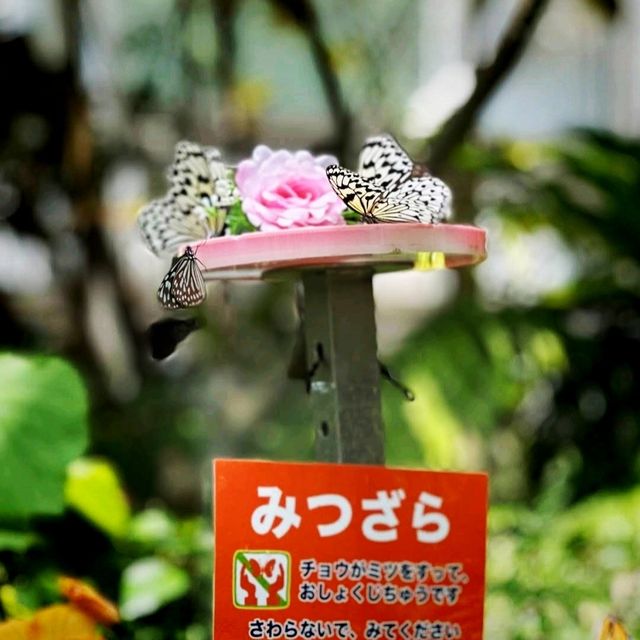 🐛伊丹市昆蟲館🐝日本標本數量最多的展覽