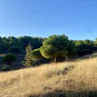 Exploring the Forest Above Alameda del Parral in Segovia 🌲