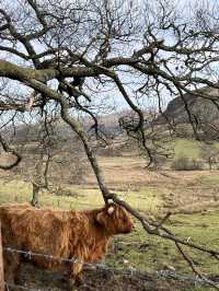 BEYOND PENRITH: Highland Cows, Waterfalls, Wild Views!