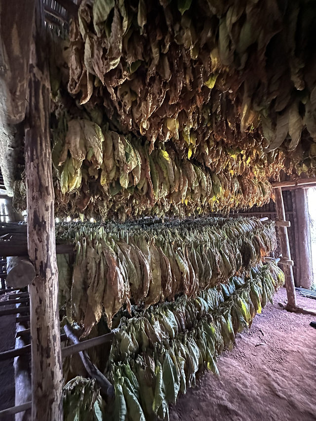 Viñales is a real pearl of Cuba!