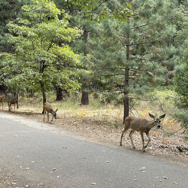🌄 Explore the Icons of Yosemite National Park 🌲✨