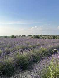 Provence | Brilliant place for lavender pictures 