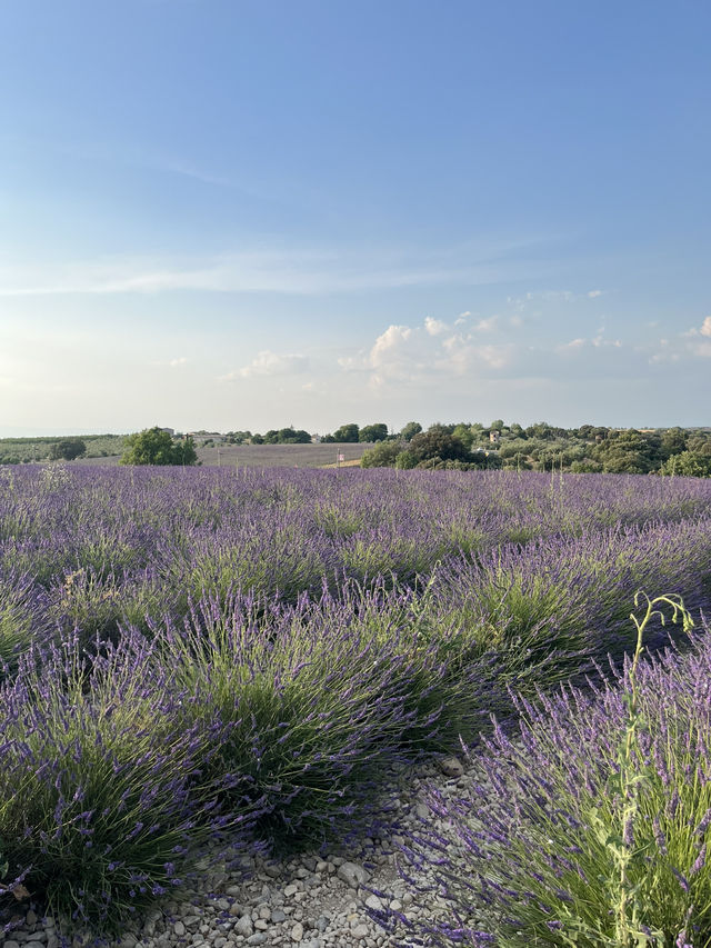 Provence | Brilliant place for lavender pictures 