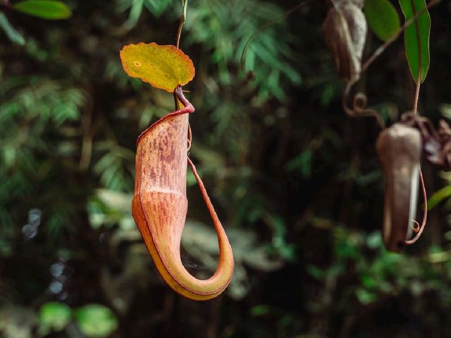 Step into a Fairytale: Exploring the Mossy Forest of Cameron Highlands