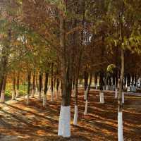 Xishuangbanna: A Tropical "Mediterranean" Escape with Dai Flair