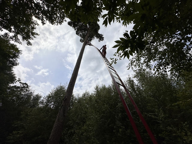 Art sculptures lost in a forest
