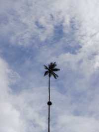 世界一高いヤシの木が立ち並ぶ絶景、ココラ渓谷🌴