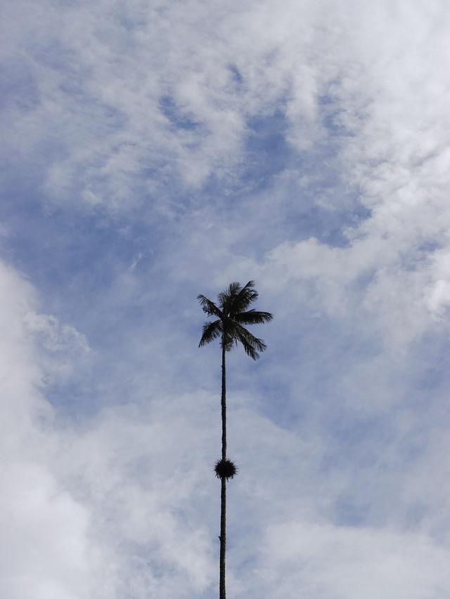 世界一高いヤシの木が立ち並ぶ絶景、ココラ渓谷🌴