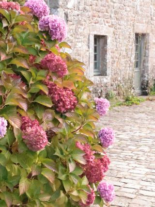 [Let's go see the autumn hydrangeas] Red hydrangeas and a small stone village