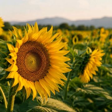 🌻 7月：日本のひまわりの季節 | Trip.com 大阪