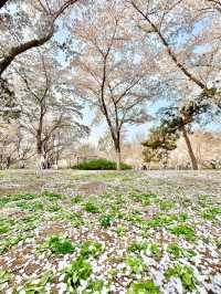 Best place for sakura in BJ