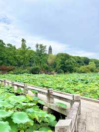【蘇州】蓮の花が美しい夏の虎丘