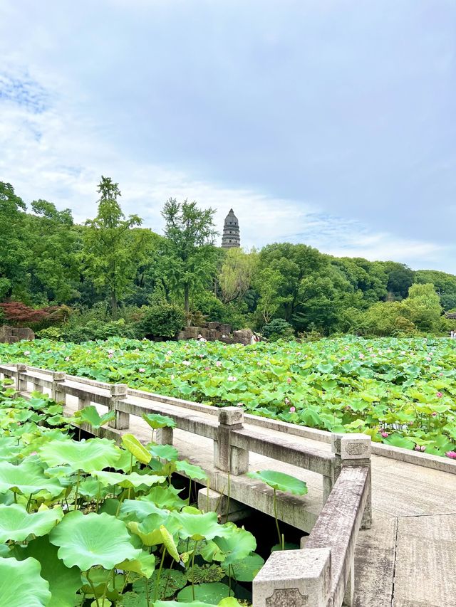 【蘇州】蓮の花が美しい夏の虎丘