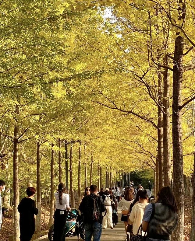 今年秋天，一定要去看合肥的紅杉林，抓住秋天的尾巴！