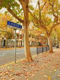 上海的“落葉不掃”景觀道為這座城市帶來了以下獨特的繽紛街景