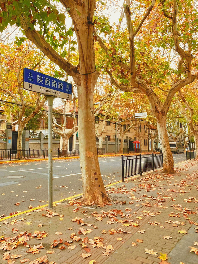 上海的“落葉不掃”景觀道為這座城市帶來了以下獨特的繽紛街景