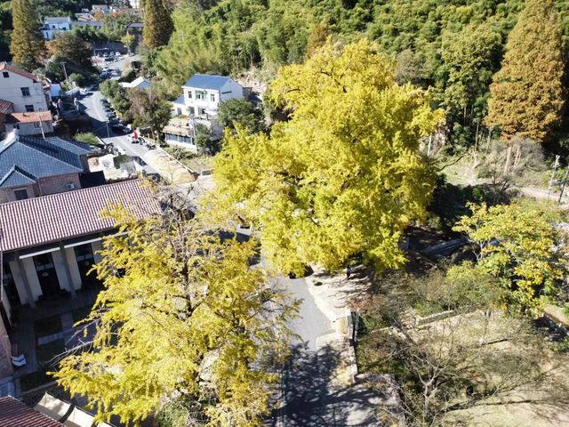莫干山·仙潭碧坞銀杏黃了，快來拍照吧