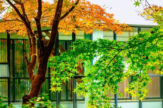 住進來，在尋常巷陌中尋覓生活的藝術之美