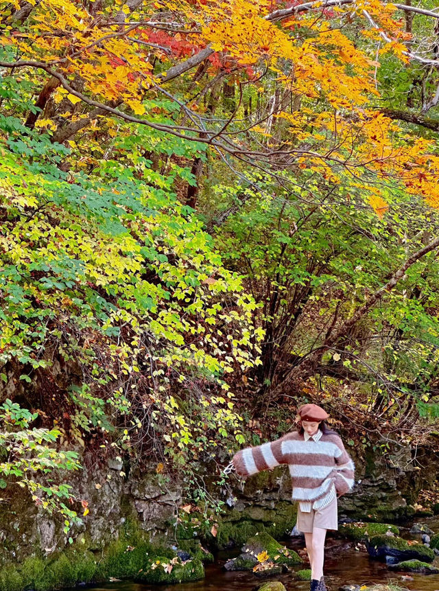 沈陽周邊遊落紅遍野的本溪像油畫一樣濃郁