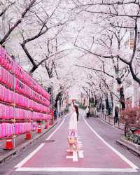東京の桜スポット🌸 昼夜の魅力が溢れる