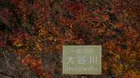 【紅葉季·紅葉狩】日光國立公園：一樹一樹的秋色如火如荼…