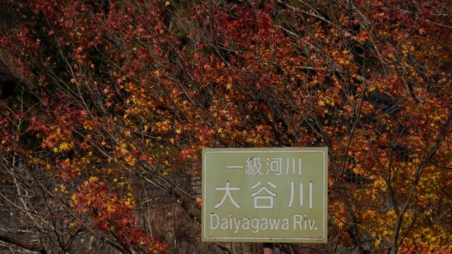 【紅葉季·紅葉狩】日光國立公園：一樹一樹的秋色如火如荼…