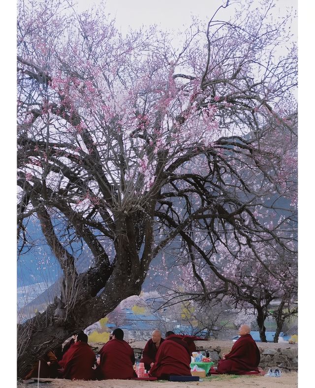 西藏林芝—人間三月，赴一場雪山下的花期