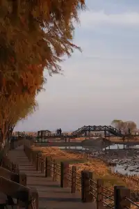 去太湖濕地公園，晚秋景是最誘人