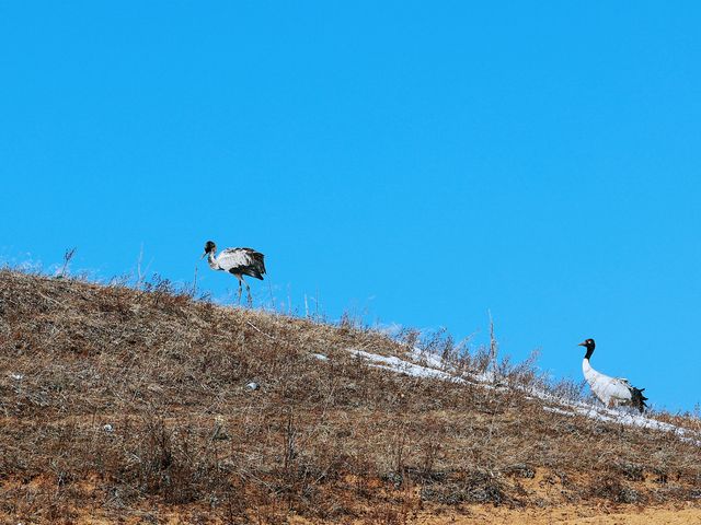 在昭通的大山包看到了雪地尋食的黑頸鶴！