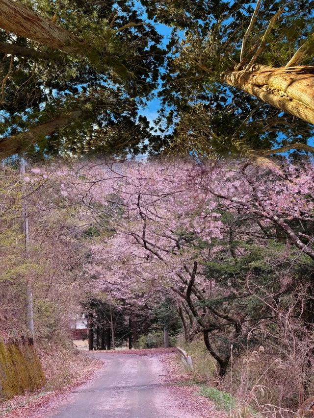 長野·戶隱神社