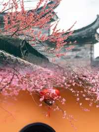 立春已至，梅花正悄然绽放，你的赏梅計劃提上日程了嗎？
