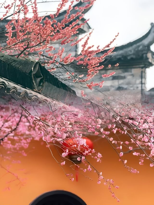 立春已至，梅花正悄然绽放，你的赏梅計劃提上日程了嗎？