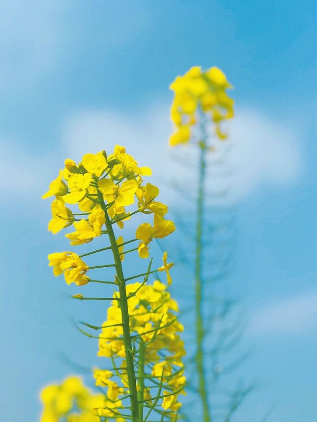 終於知道清新自然的油菜花濾鏡怎麼調啦！