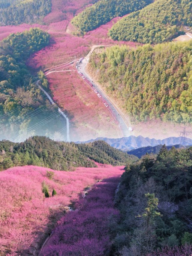 杭州米積村 | 千畝紅色櫻花秘境免費賞！！