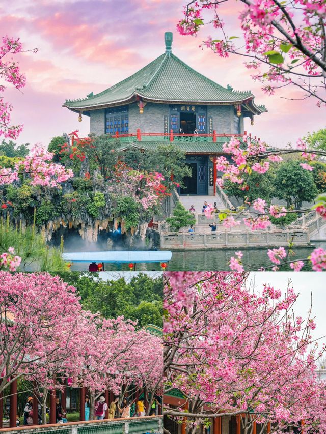 廣州古風櫻花打卡地，寶墨園櫻花正盛時