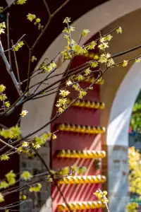 明孝陵|沉醉在腊梅花的香氣裡不捨得離開