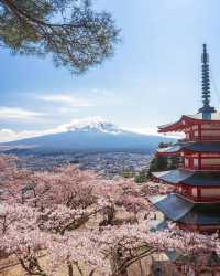 日本を代表する景色、新倉山浅間公園の桜