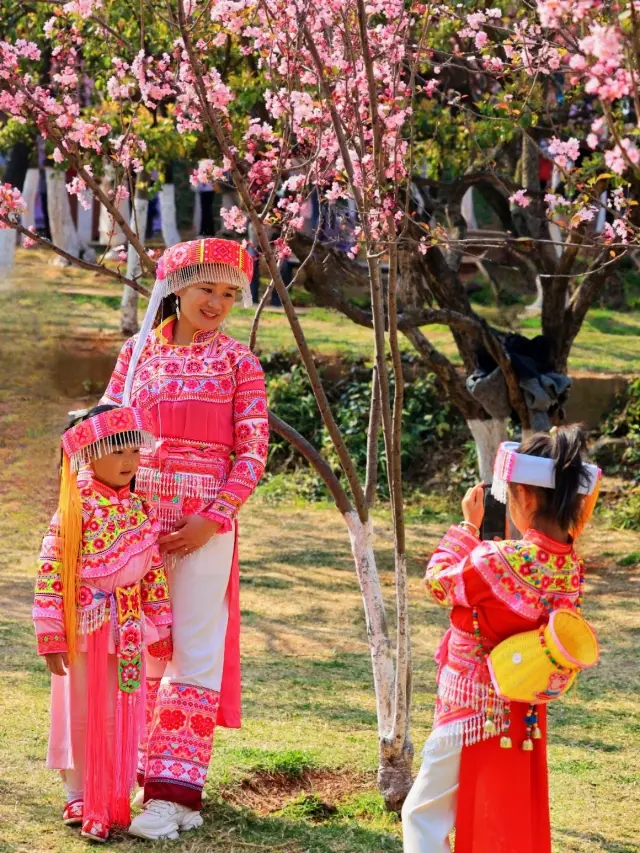 Kunming Zoo | Yuantong Cherry Blossom Tide, it's the perfect time to enjoy the flowers!