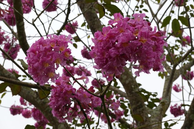 阿佤山探秘27：中科院植物園